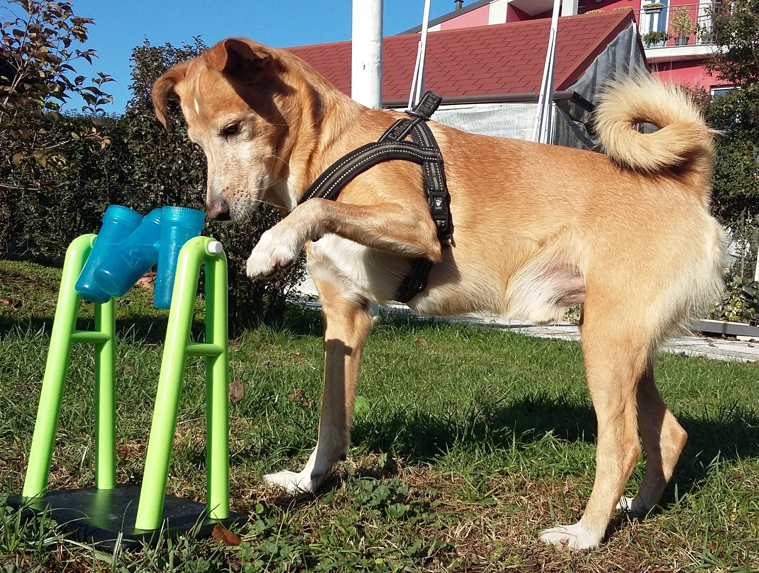 ABC Dog Team Monza Problem solving cani