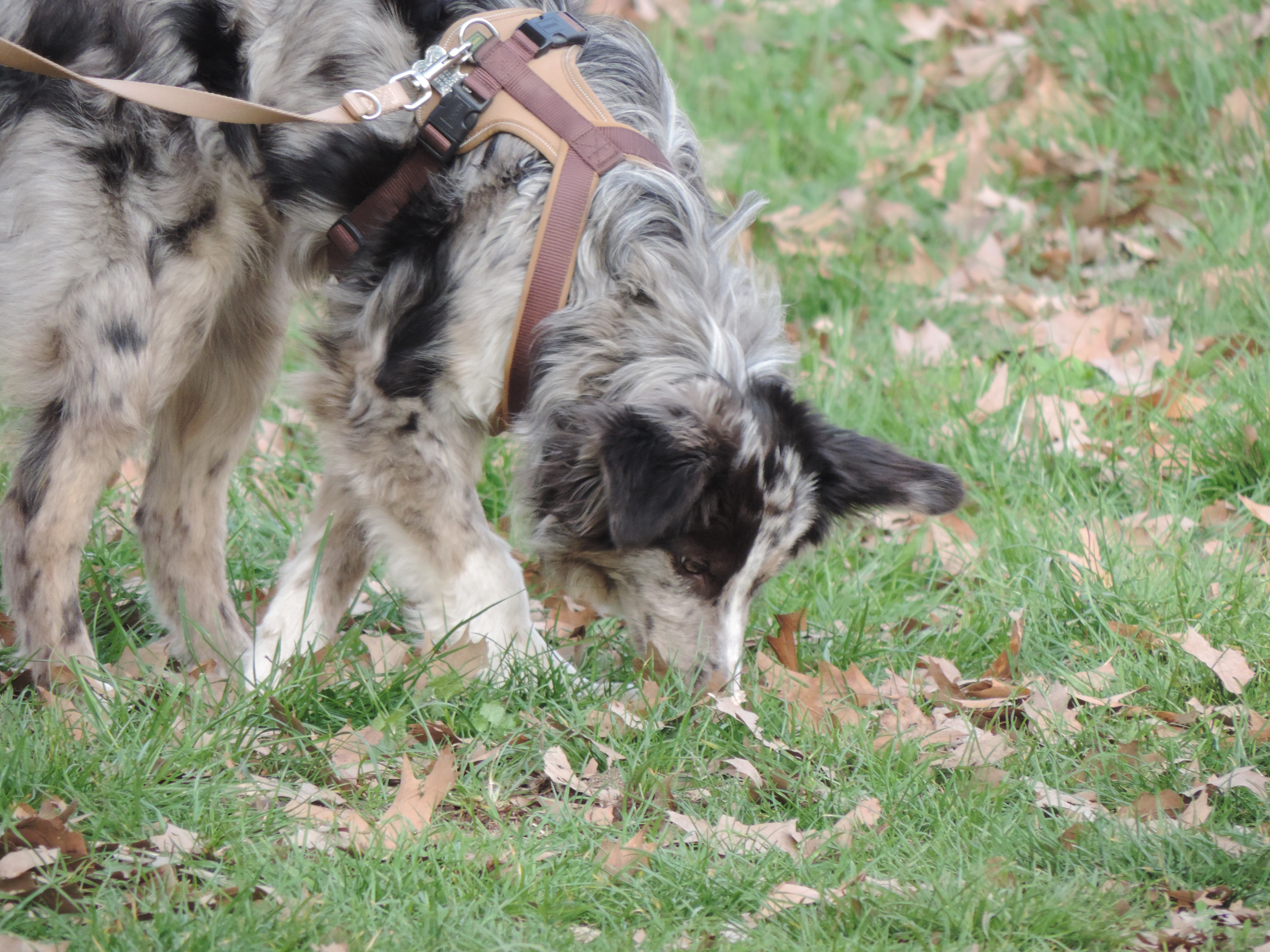 ABC Dog Team Monza Ricerca olfattiva 7