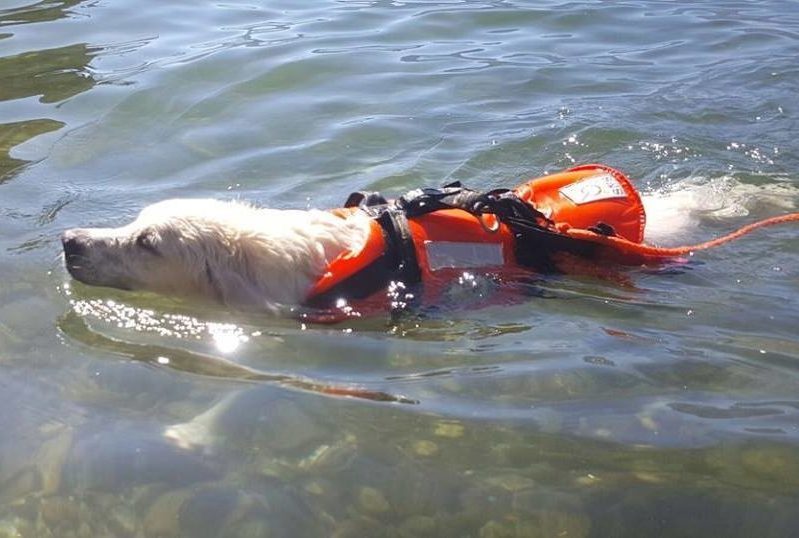 ABC Dog Team Monza acquaticità cani 2
