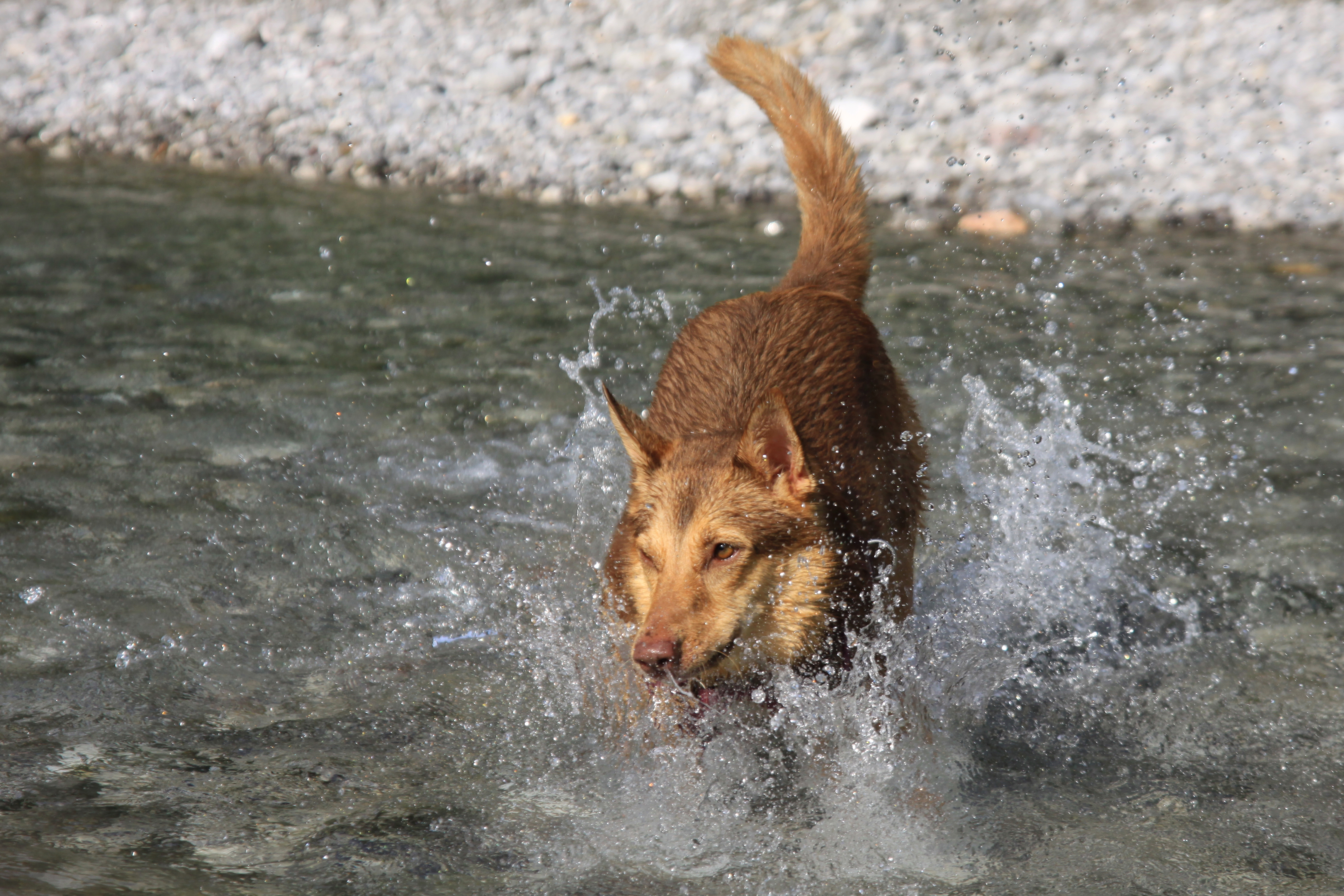 ABC Dog Team Monza acquaticità cani 4