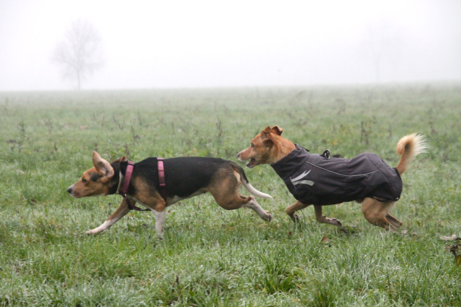 ABC Dog Team Monza socializazione