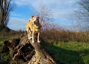 Abc Dog Team Mobility Dog in natura Monza